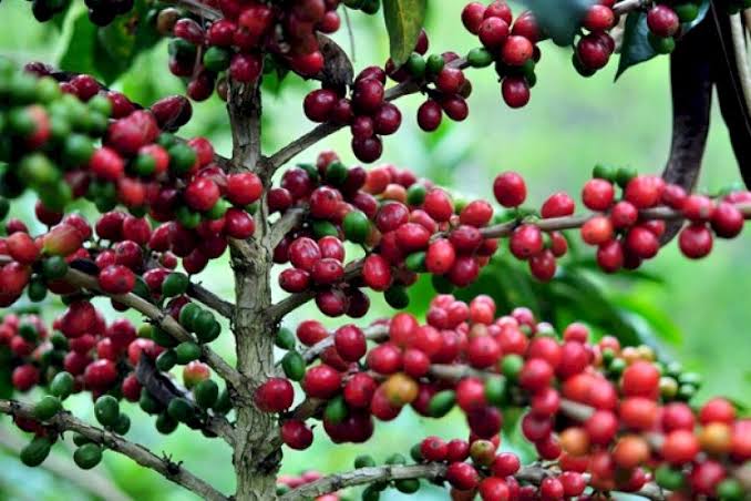 KOMODITI UNGGULAN KOPI GAYO KAMPUNG BLANG TAMPU